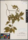Foto von Salix caprea L. x Salix silesiaca Willd.